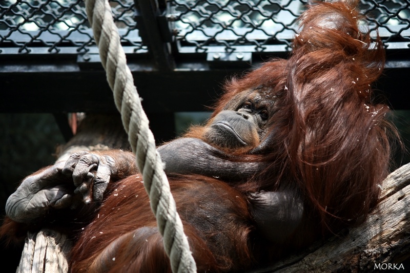 Orang outan, Ménagerie du Jardin des Plantes de Paris