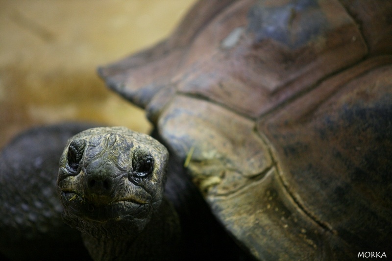 Tortue géante, Ménagerie du Jardin des Plantes de Paris