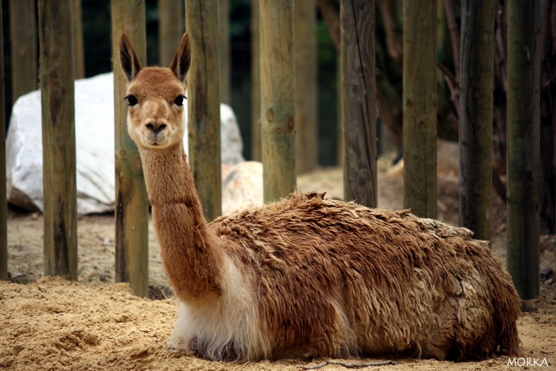 Vigogne, Ménagerie du Jardin des Plantes de Paris