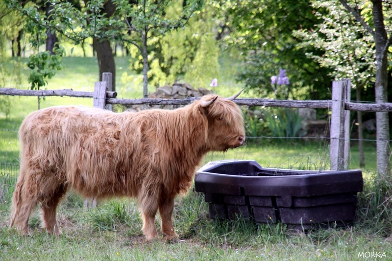 Vaches écossaises