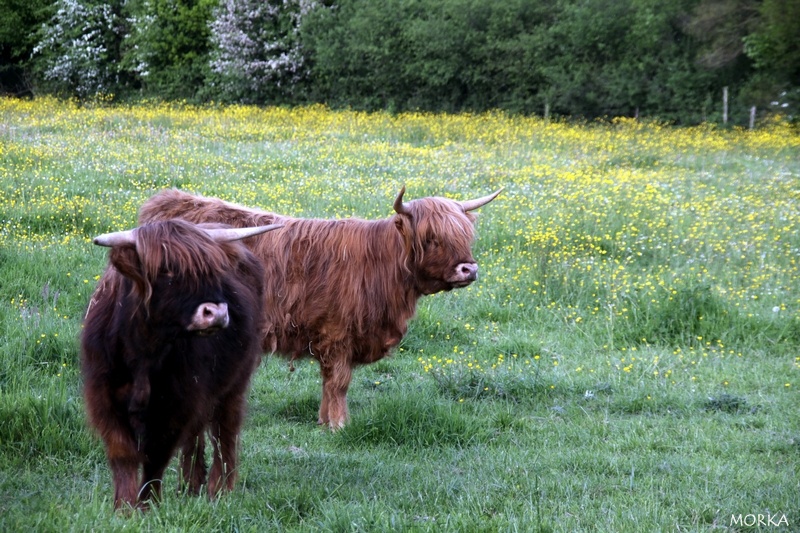 Vaches écossaises