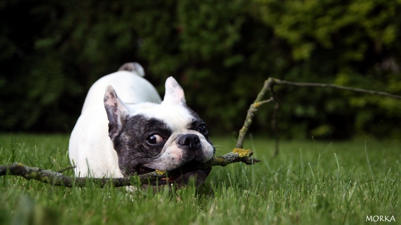 Tim (Bouledogue français)