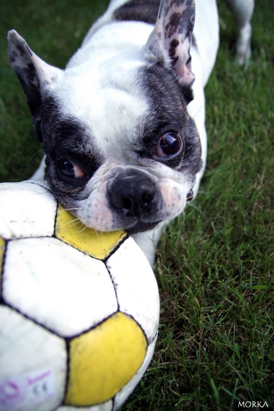 Tim (Bouledogue français)