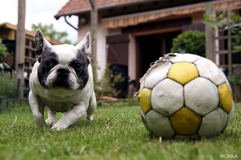 Tim (Bouledogue français)