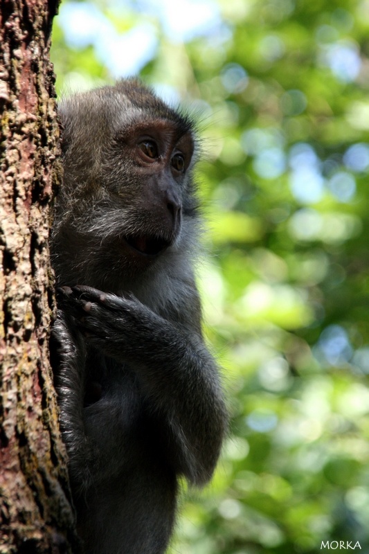 Pinède des Singes, Labenne