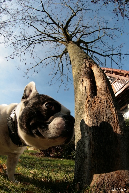 Tim (Bouledogue français)