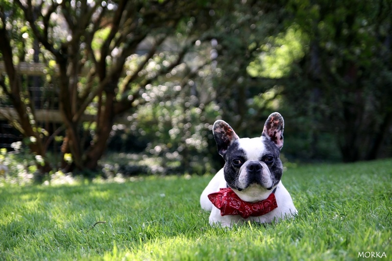 Tim (Bouledogue français)