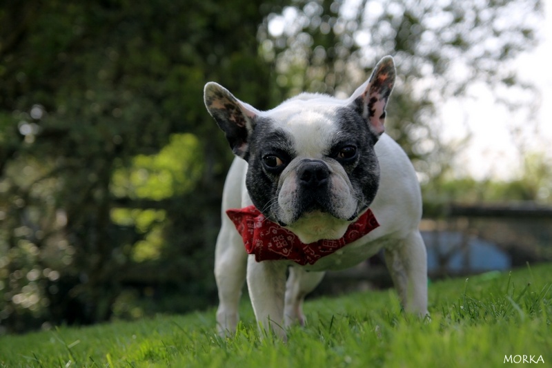 Tim (Bouledogue français)