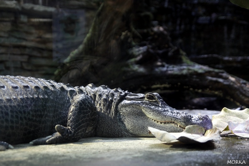 Alligator, Zoo de Beauval