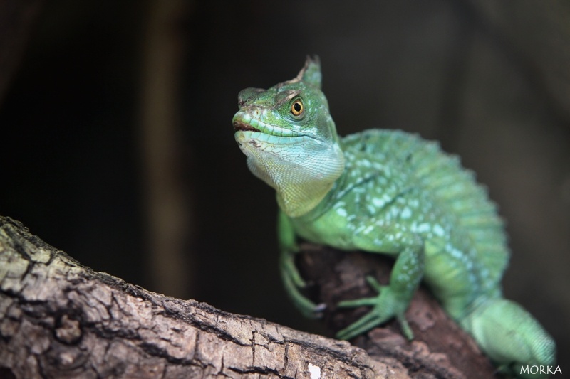 Basilic vert, Zoo de Beauval