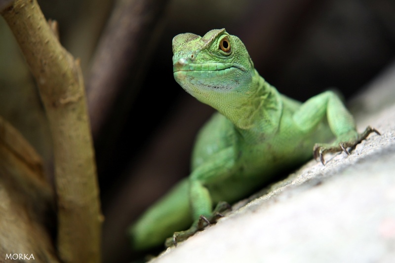 Basilic vert, Zoo de Beauval