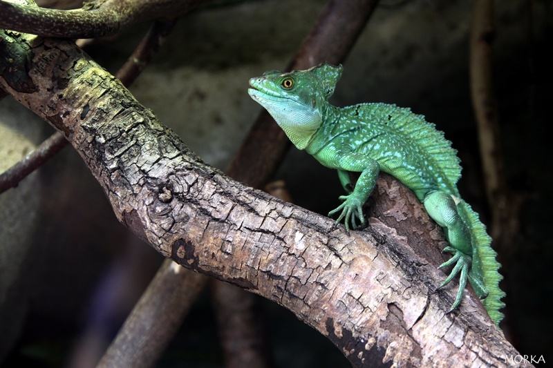 Basilic vert, Zoo de Beauval