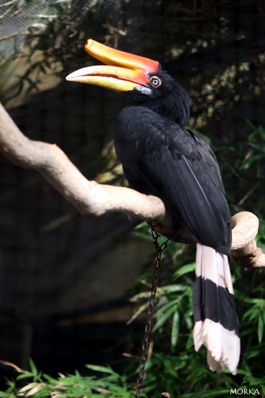 Calao Rhinocéros de Java, Zoo de Beauval