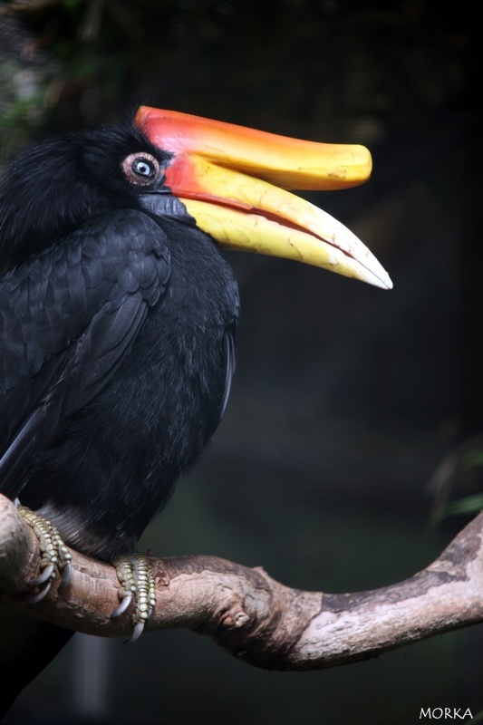 Calao Rhinocéros de Java, Zoo de Beauval