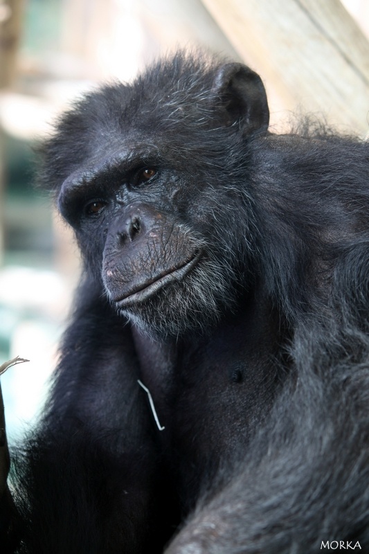 Chimpanzé, Zoo de Beauval