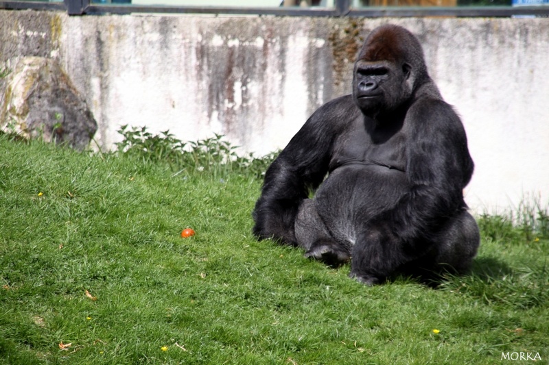 Gorille, Zoo de Beauval