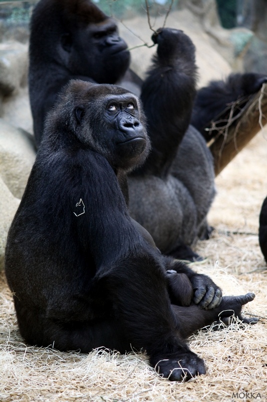 Gorille, Zoo de Beauval