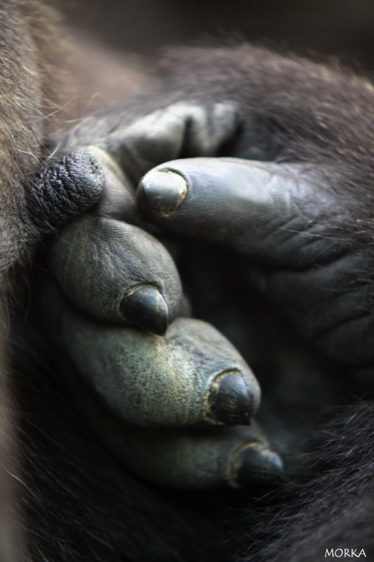 Gorille, Zoo de Beauval