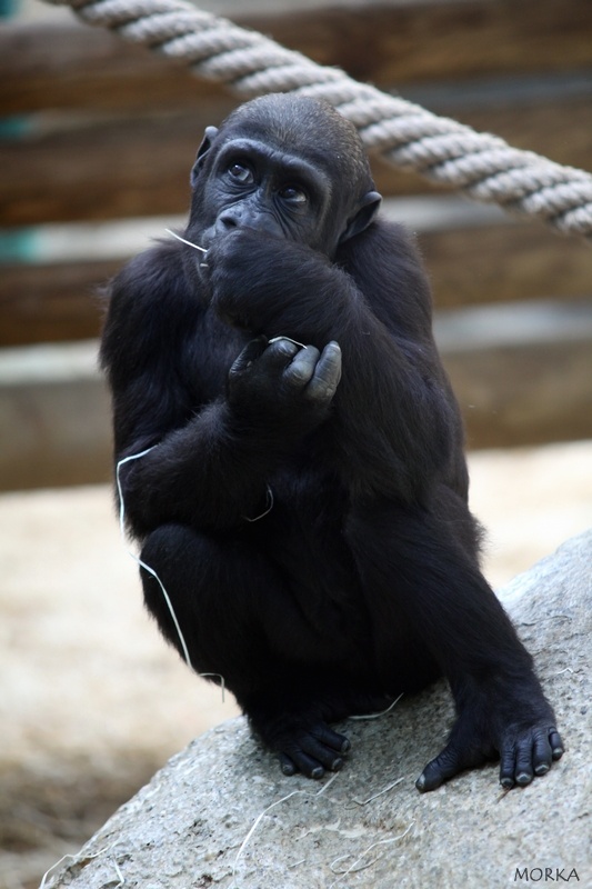 Gorille, Zoo de Beauval