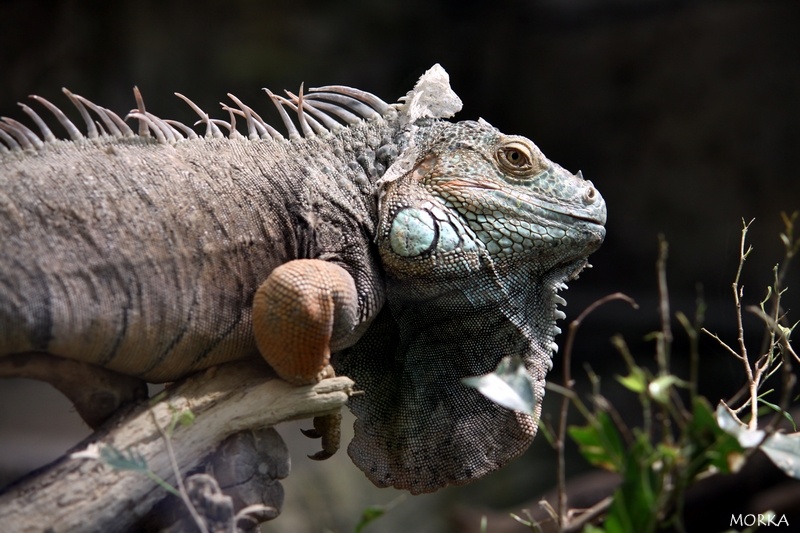 Iguane commun, Zoo de Beauval