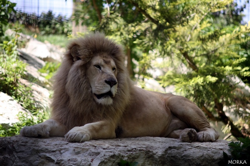 Lion blanc, Zoo de Beauval