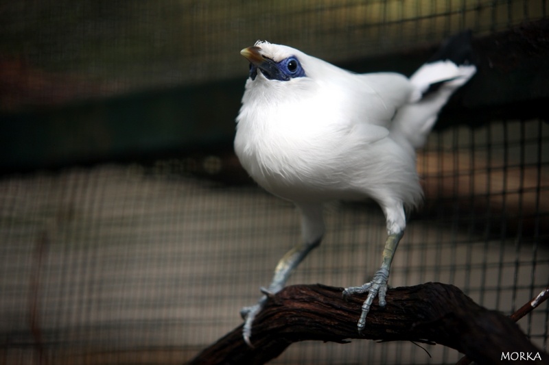 Loriquet joli, Zoo de Beauval