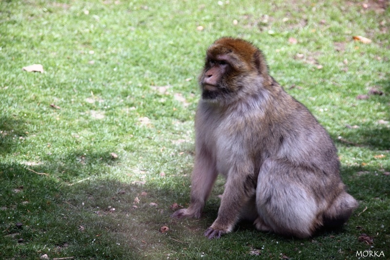 Magot, Zoo de Beauval