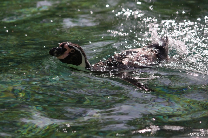 Manchot de Humboldt, Zoo de Beauval