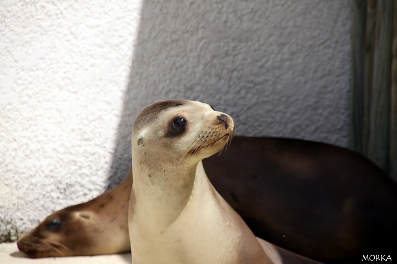 Otarie, Zoo de Beauval