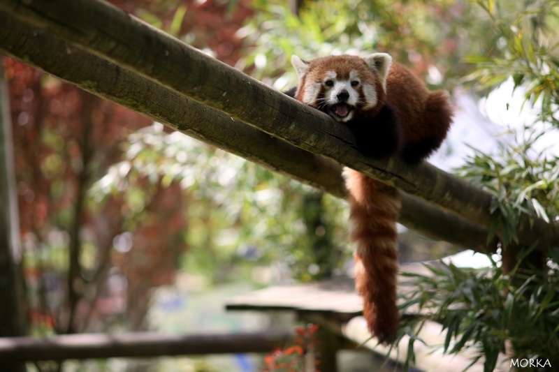 Panda roux, Zoo de Beauval