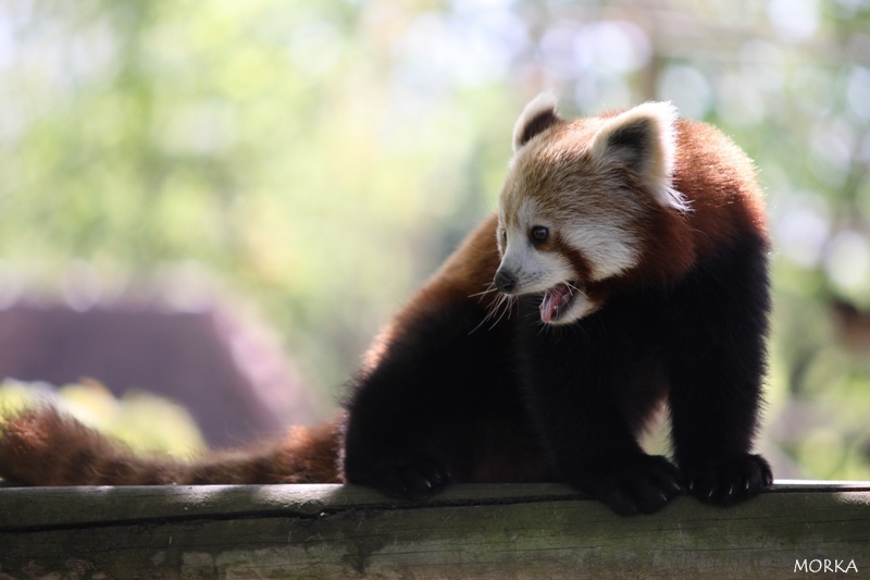 Panda roux, Zoo de Beauval