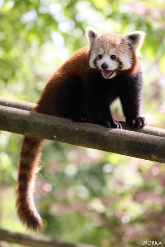 Panda roux, Zoo de Beauval