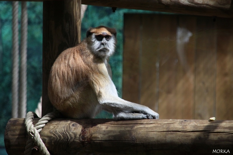 Patas, Zoo de Beauval