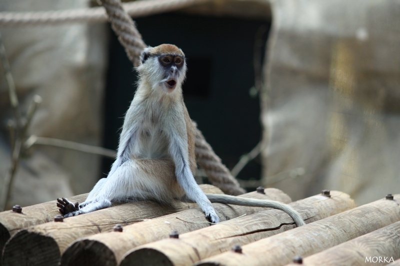 Patas, Zoo de Beauval