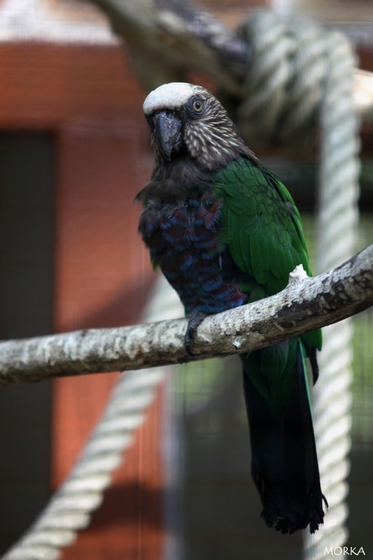 Perroquet maillé, Zoo de Beauval