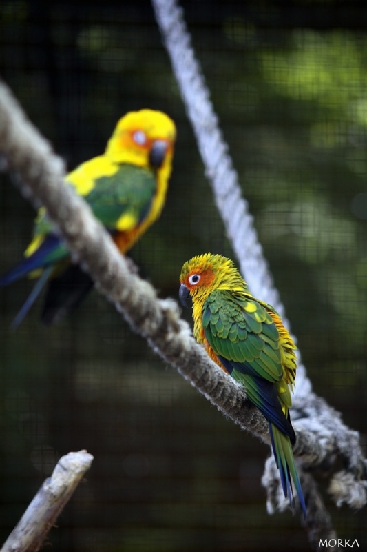 Perruche soleil, Zoo de Beauval