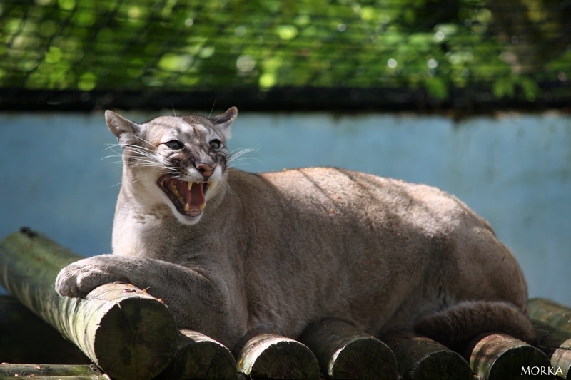 Puma, Zoo de Beauval