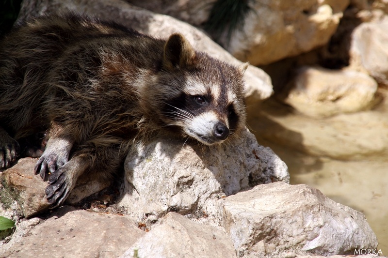 Raton-laveur, Zoo de Beauval