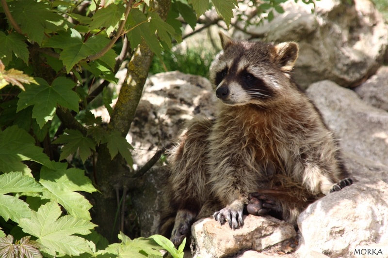 Raton-laveur, Zoo de Beauval