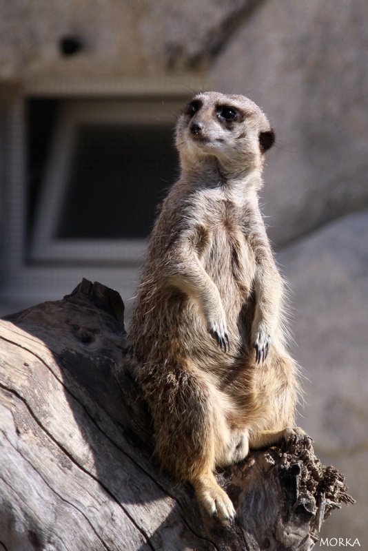 Suricate, Zoo de Beauval