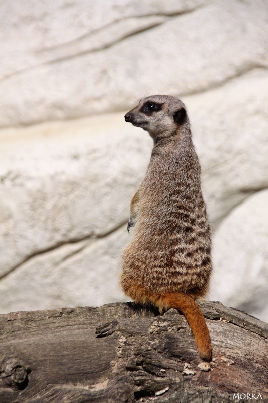 Suricate, Zoo de Beauval