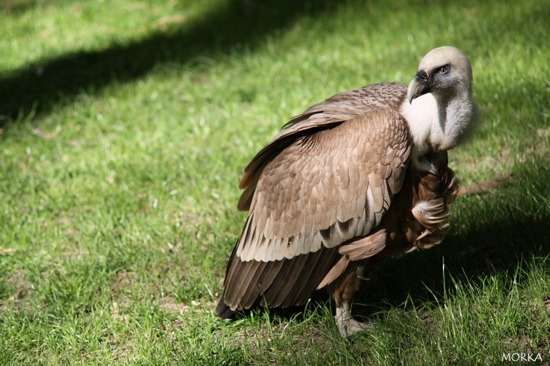 Vautour fauve, Zoo de Beauval