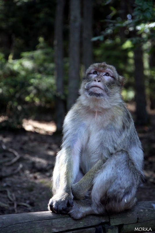Montagne des singes, Kintzheim