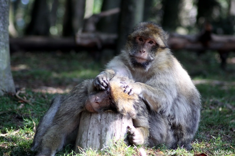Montagne des singes, Kintzheim