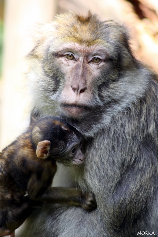 Montagne des singes, Kintzheim