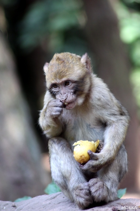 Montagne des singes, Kintzheim