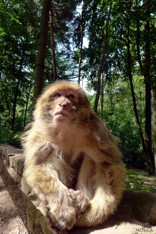 Montagne des singes, Kintzheim