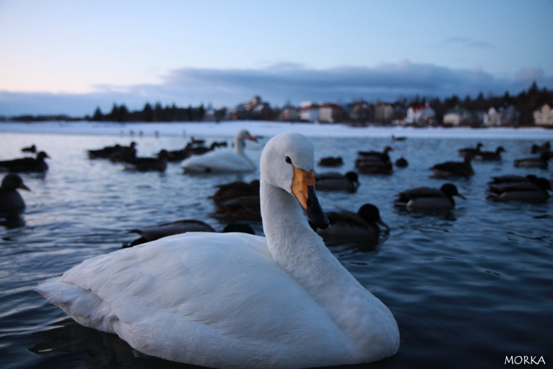 Cygne, lac Tjörnin Reykjavík Islande