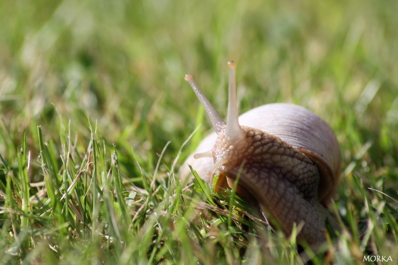 Escargot en Suède