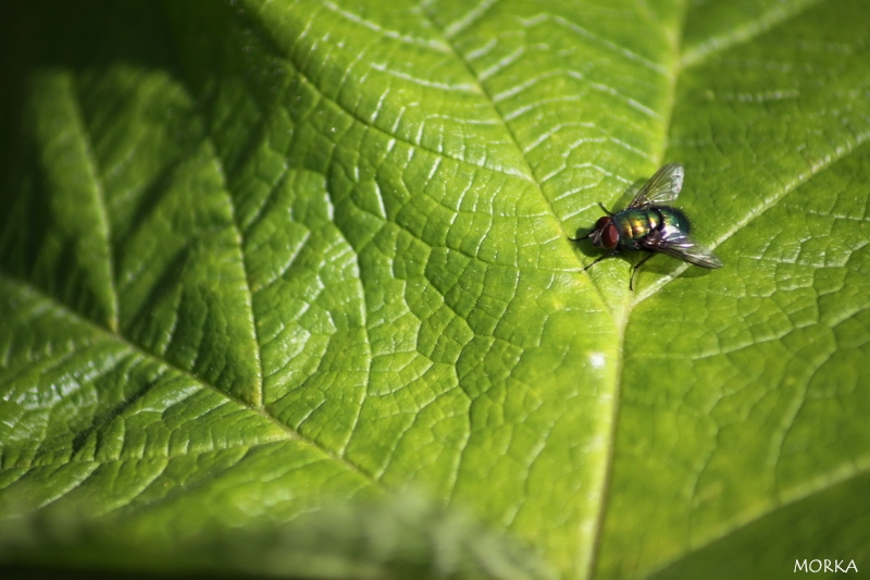 Mouche en Suède